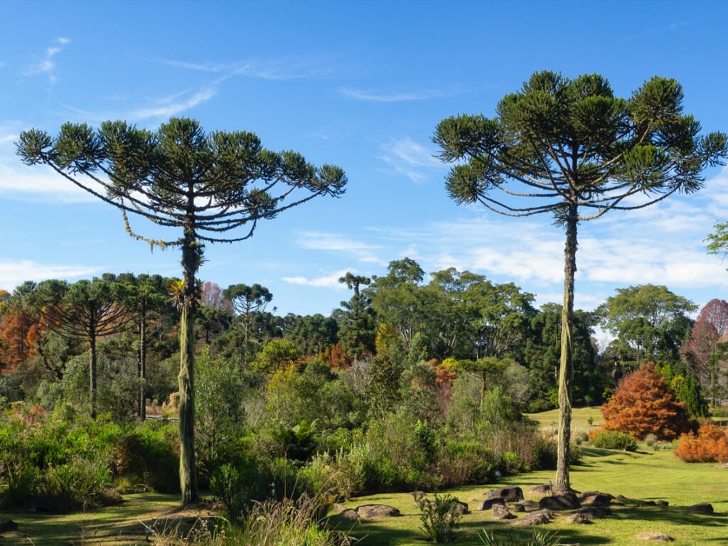 Araucária – Foto Pexels / André Ulysses de Salis