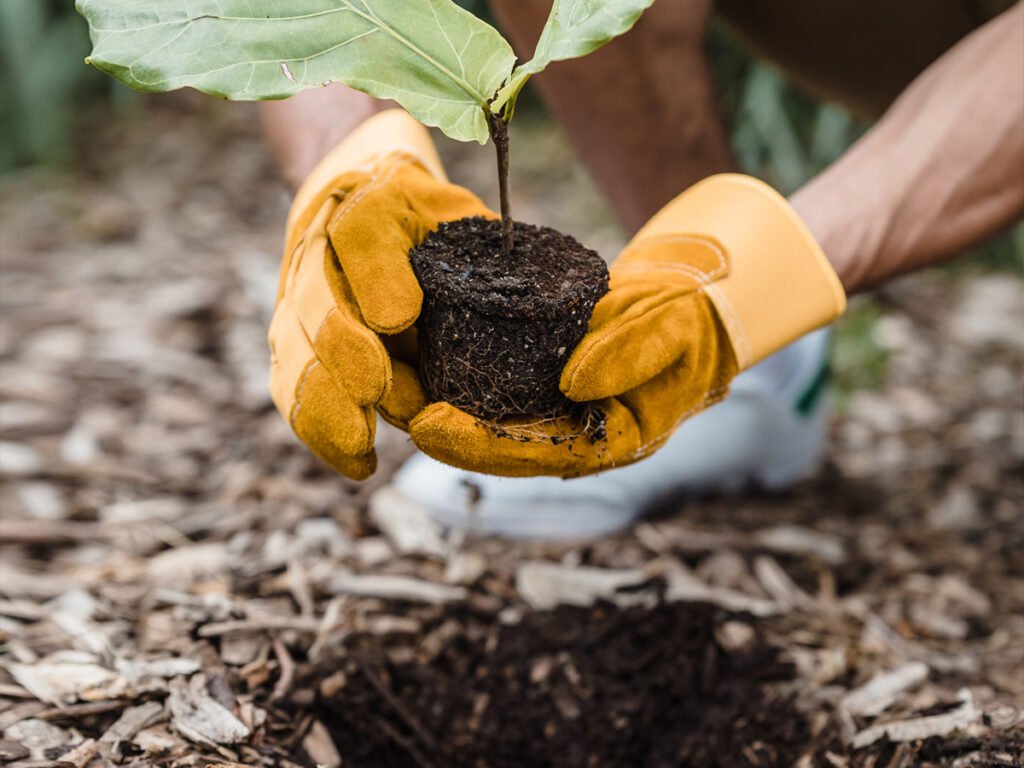 Plante um árvore. Foto Pexels - Ara Jameson