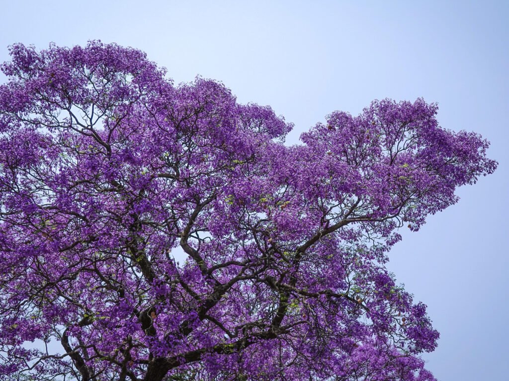 Jacarandá da Bahia está entre as árvores brasileiras mais ameaçadas de extinção. Foto Pexels / Magda Ehlers