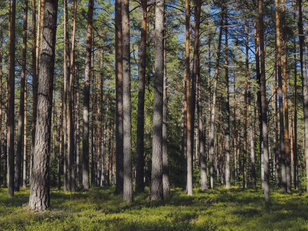 Plantação de pinus. Foto Pexels / Lauri Poldre