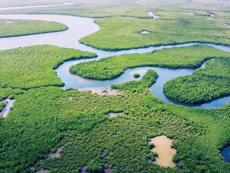 Floresta Amazônica – Foto Adobe Stock