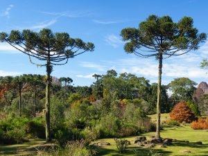 Foto 1 – Araucária. Foto Pexels / André Ulysses de Salis